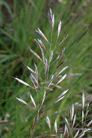 Helictotrichon pubescens \ Flaumiger Wiesenhafer, D Botan. Gar.  Universit.  Ulm 26.5.2025