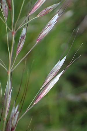 Helictotrichon pubescens \ Flaumiger Wiesenhafer, D Botan. Gar.  Universit.  Ulm 26.5.2025