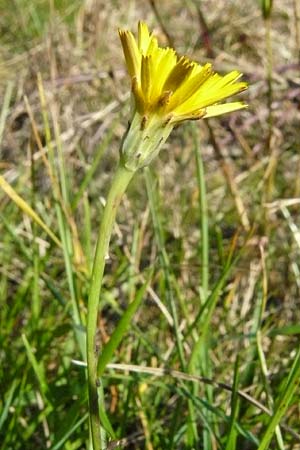 Hypochaeris radicata \ Gew�hnliches Ferkelkraut / Common Cat's-Ear, D Reilingen 22.9.2007