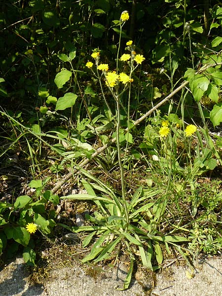 Hieracium rothianum \ Roths Habichtskraut / Roth's Hawkweed, D Bad M&uuml;nster am Stein - Niederhausen 6.6.2015