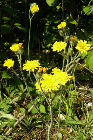 Hieracium rothianum \ Roths Habichtskraut / Roth's Hawkweed, D Bad M&uuml;nster am Stein - Niederhausen 6.6.2015