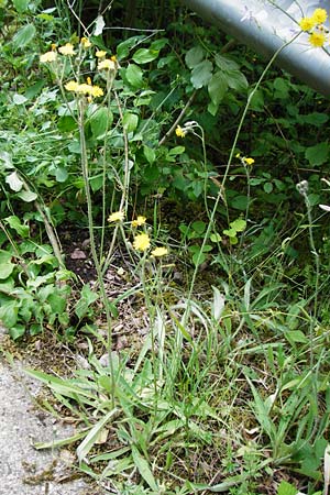 Hieracium rothianum \ Roths Habichtskraut / Roth's Hawkweed, D Bad M&uuml;nster am Stein - Niederhausen 6.6.2015