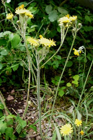 Hieracium rothianum \ Roths Habichtskraut / Roth's Hawkweed, D Bad M&uuml;nster am Stein - Niederhausen 6.6.2015