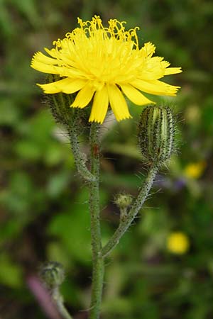 Hieracium rothianum \ Roths Habichtskraut / Roth's Hawkweed, D Bad M&uuml;nster am Stein - Niederhausen 6.6.2015