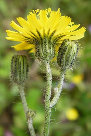 Hieracium rothianum \ Roths Habichtskraut / Roth's Hawkweed, D Bad M&uuml;nster am Stein - Niederhausen 6.6.2015