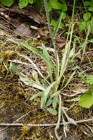 Hieracium rothianum \ Roths Habichtskraut / Roth's Hawkweed, D Bad M&uuml;nster am Stein - Niederhausen 6.6.2015