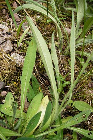 Hieracium rothianum \ Roths Habichtskraut / Roth's Hawkweed, D Bad M&uuml;nster am Stein - Niederhausen 6.6.2015