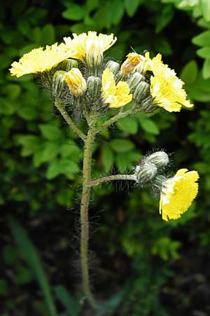 Hieracium rothianum \ Roths Habichtskraut / Roth's Hawkweed, D Bad M&uuml;nster am Stein - Hallgarten 6.6.2015