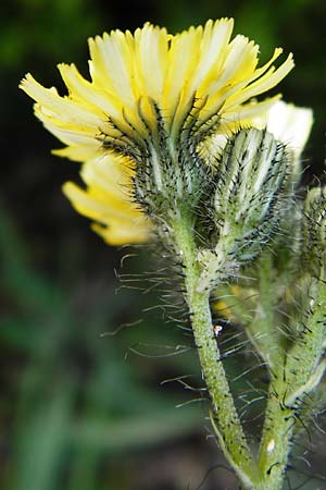 Hieracium rothianum \ Roths Habichtskraut / Roth's Hawkweed, D Bad M&uuml;nster am Stein - Hallgarten 6.6.2015