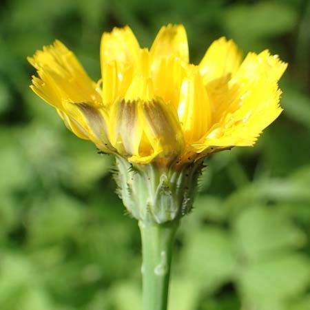 Hypochaeris radicata \ Gew�hnliches Ferkelkraut / Common Cat's-Ear, D Seeheim an der Bergstra&szlig;e 12.6.2019