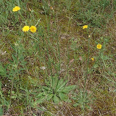 Hypochaeris radicata \ Gew�hnliches Ferkelkraut / Common Cat's-Ear, D Seeheim an der Bergstra&szlig;e 12.6.2019