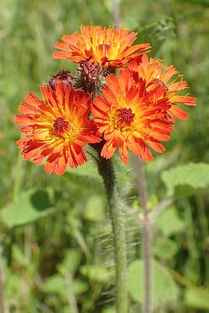 Hieracium x rubrum / Hybrid Hawkweed, D Hagen 14.6.2019