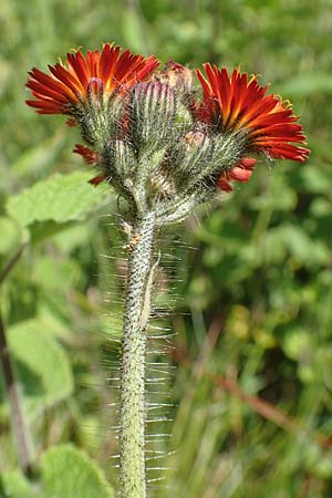 Hieracium x rubrum / Hybrid Hawkweed, D Hagen 14.6.2019