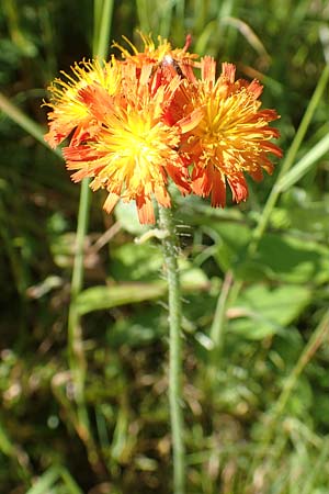 Hieracium x rubrum / Hybrid Hawkweed, D Black-Forest, Baiersbronn 18.6.2019