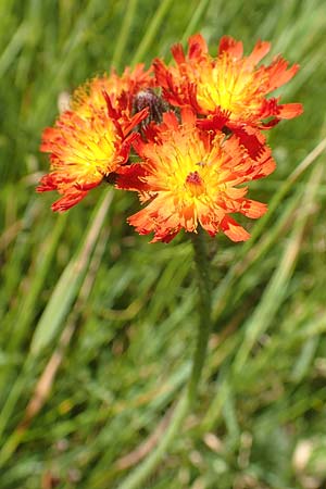 Hieracium x rubrum / Hybrid Hawkweed, D Black-Forest, Baiersbronn 18.6.2019