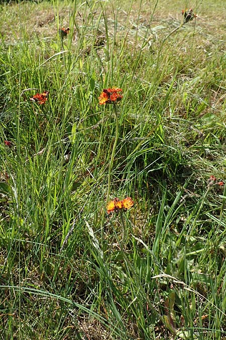 Hieracium x rubrum / Hybrid Hawkweed, D Black-Forest, Baiersbronn 18.6.2019