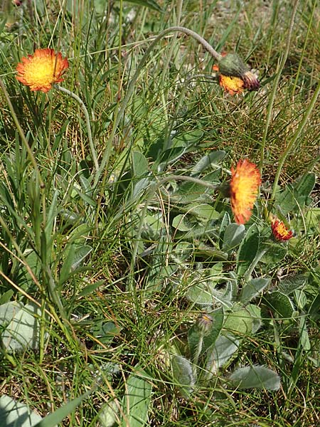 Hieracium x stoloniflorum / Hybrid Hawkweed, D Hagen 14.6.2019