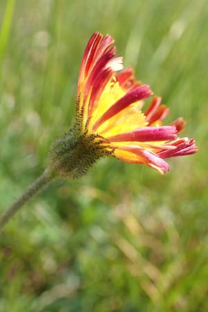 Hieracium x stoloniflorum / Hybrid Hawkweed, D Hagen 14.6.2019