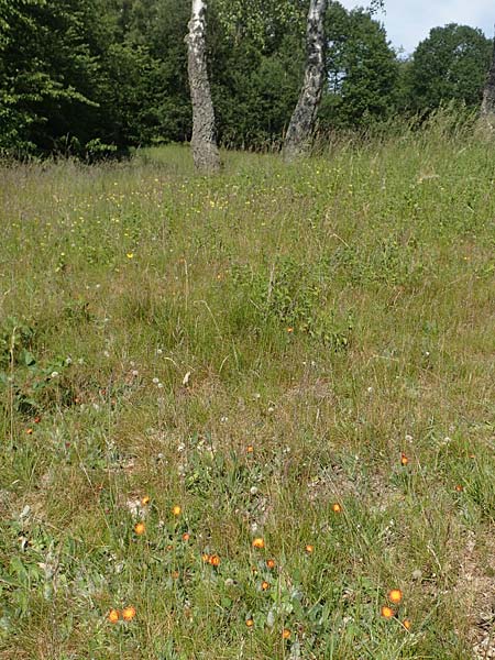 Hieracium x stoloniflorum / Hybrid Hawkweed, D Hagen 14.6.2019
