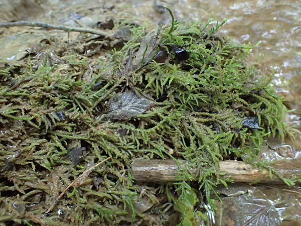 Palustriella commutata \ Ab�nderndes Starknerv-Moos, Tuff-Moos / Curled Hook Moss, D Berching-Holnstein 23.7.2021