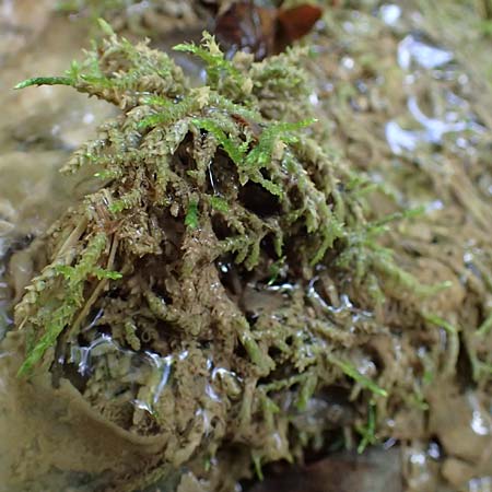 Palustriella commutata \ Ab�nderndes Starknerv-Moos, Tuff-Moos / Curled Hook Moss, D Berching-Holnstein 23.7.2021
