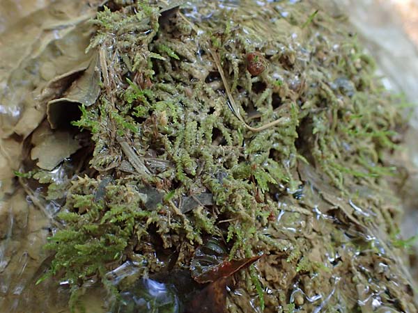 Palustriella commutata \ Ab�nderndes Starknerv-Moos, Tuff-Moos / Curled Hook Moss, D Berching-Holnstein 23.7.2021