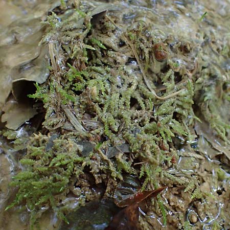 Palustriella commutata \ Ab�nderndes Starknerv-Moos, Tuff-Moos / Curled Hook Moss, D Berching-Holnstein 23.7.2021
