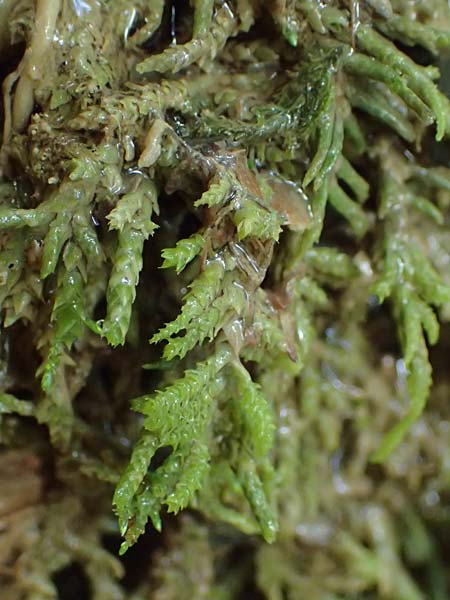 Palustriella commutata \ Ab�nderndes Starknerv-Moos, Tuff-Moos / Curled Hook Moss, D Berching-Holnstein 23.7.2021