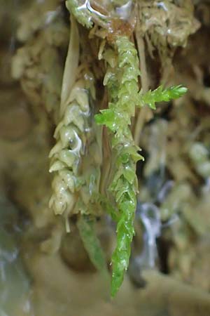 Palustriella commutata \ Ab�nderndes Starknerv-Moos, Tuff-Moos / Curled Hook Moss, D Berching-Holnstein 23.7.2021