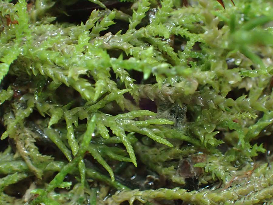 Palustriella commutata \ Ab�nderndes Starknerv-Moos, Tuff-Moos / Curled Hook Moss, D Berching-Holnstein 23.7.2021