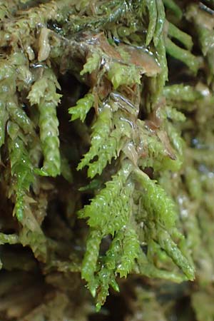 Palustriella commutata \ Ab�nderndes Starknerv-Moos, Tuff-Moos / Curled Hook Moss, D Berching-Holnstein 23.7.2021