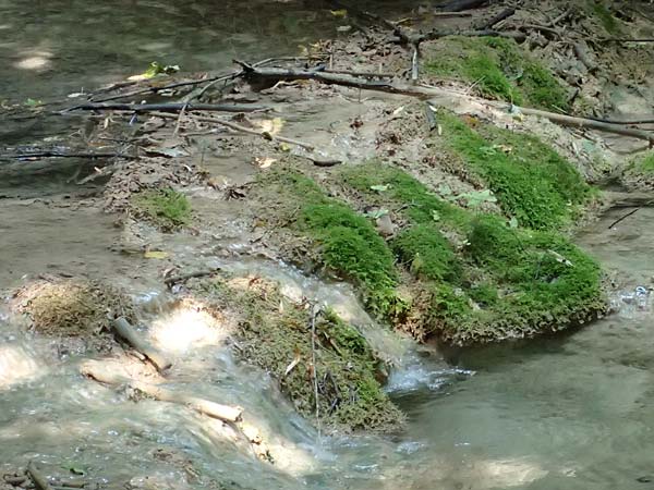 Palustriella commutata \ Ab�nderndes Starknerv-Moos, Tuff-Moos / Curled Hook Moss, D Berching-Holnstein 23.7.2021