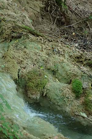 Palustriella commutata \ Ab�nderndes Starknerv-Moos, Tuff-Moos / Curled Hook Moss, D Berching-Holnstein 23.7.2021