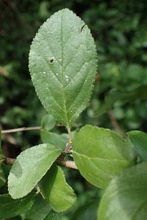 Prunus x fruticans \ Haferschlehe, Krieche / Bullace, D Niederjossa 21.6.2022
