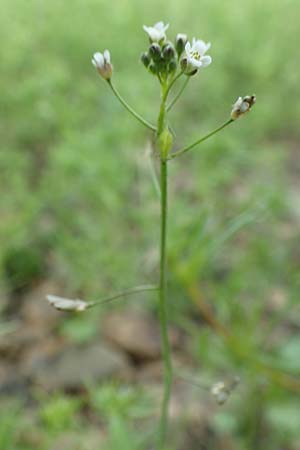 Capsella bursa-pastoris, Shepherd's Purse