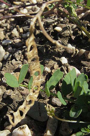 Hippocrepis unisiliquosa \ Einh�lsiger Hufeisenklee, D Botan. Gar.  Universit.  Mainz 4.8.2007