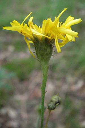 Hieracium umbellatum / Narrow-Leaved Hawkweed, D Babenhausen 11.8.2007