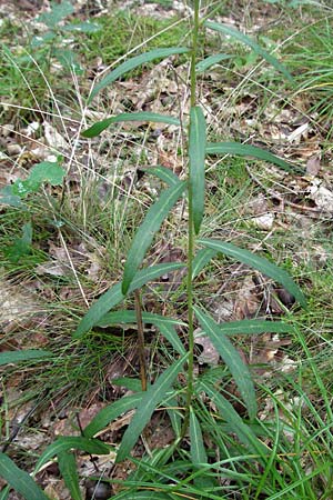 Hieracium umbellatum / Narrow-Leaved Hawkweed, D Babenhausen 11.8.2007