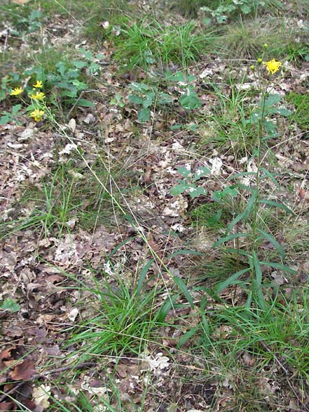 Hieracium umbellatum / Narrow-Leaved Hawkweed, D Babenhausen 11.8.2007