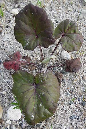 Tussilago farfara / Colt's-Foot, D Ludwigshafen 8.7.2015