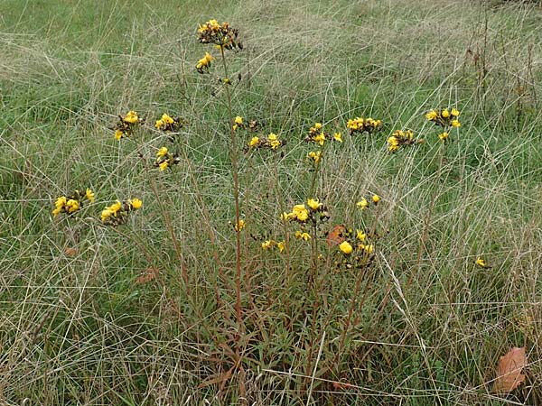Hieracium umbellatum / Narrow-Leaved Hawkweed, D Odenwald, Nieder-Beerbach 16.10.2015