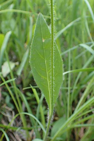 Hieracium umbrosum / Shade Hawkweed, D Spaichingen 26.6.2018