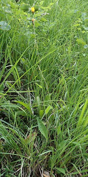 Hieracium umbrosum / Shade Hawkweed, D Spaichingen 26.6.2018