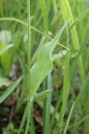 Hieracium umbrosum / Shade Hawkweed, D Spaichingen 26.6.2018