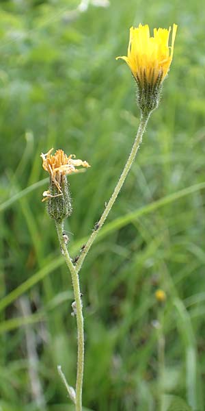 Hieracium umbrosum / Shade Hawkweed, D Spaichingen 26.6.2018