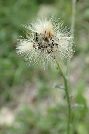 Hieracium umbrosum / Shade Hawkweed, D Spaichingen 26.6.2018