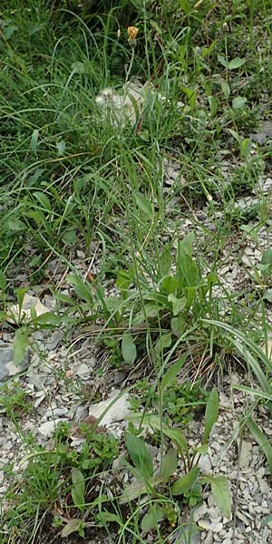 Hieracium umbrosum / Shade Hawkweed, D Spaichingen 26.6.2018