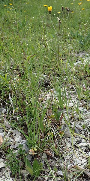 Hieracium umbrosum / Shade Hawkweed, D Spaichingen 26.6.2018