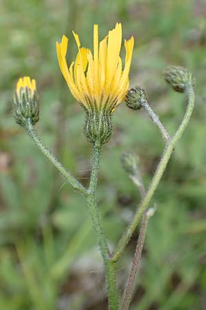 Hieracium umbrosum / Shade Hawkweed, D Spaichingen 26.6.2018