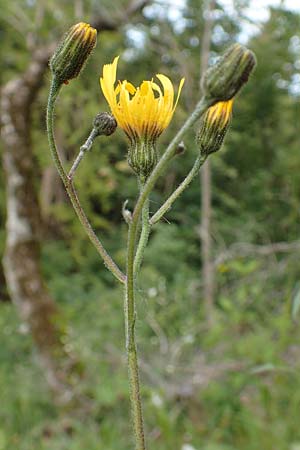Hieracium umbrosum / Shade Hawkweed, D Spaichingen 26.6.2018